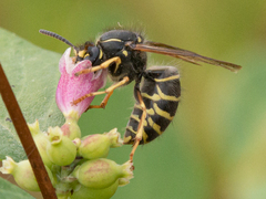 Dolichovespula norvegicoides