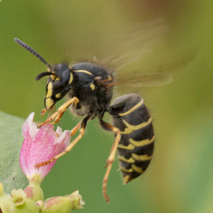 Dolichovespula norvegicoides