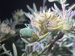 Chlorochroa