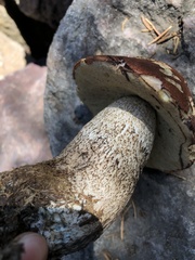 Leccinum insigne