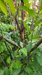 Cryphonectria parasitica