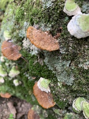 Fuscoporia