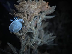 Chlorochroa