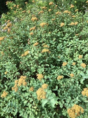 Spiraea splendens