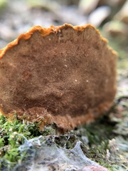 Fuscoporia