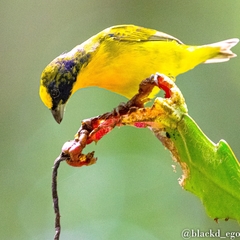 Euphonia laniirostris