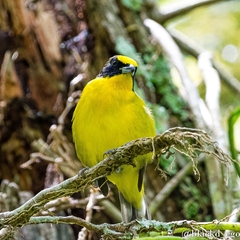 Euphonia laniirostris