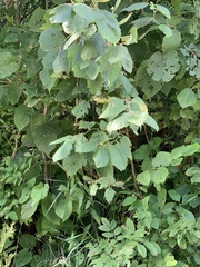Corylus cornuta