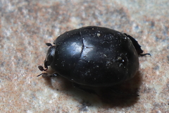 Histeridae