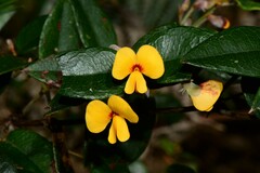 Platylobium parviflorum