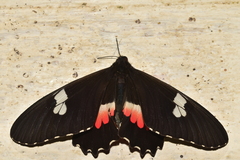 Parides