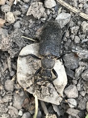 Stictoleptura canadensis