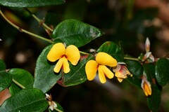 Platylobium parviflorum