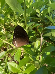 Euploea midamus