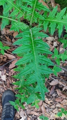 Cirsium ehrenbergii