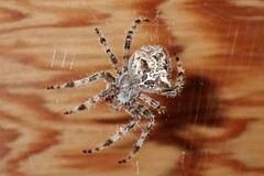 Araneus gemmoides