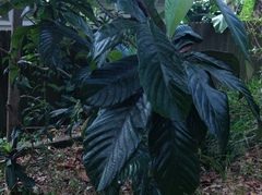 Eriobotrya japonica