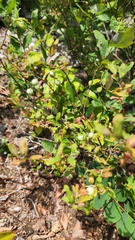 Vaccinioideae