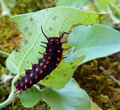 Battus philenor hirsuta