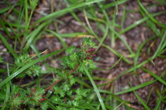 Acalypha radians