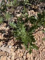 Quercus gambelii