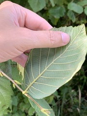Corylus cornuta