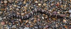 Agkistrodon piscivorus