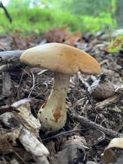 Cortinarius caperatus