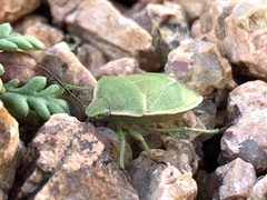 Nezarini