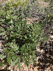 Quercus gambelii