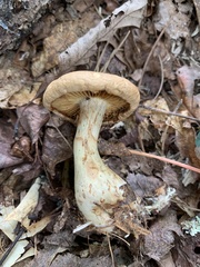 Cortinarius caperatus
