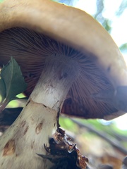 Cortinarius caperatus