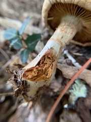 Cortinarius caperatus