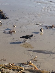 Arenaria melanocephala