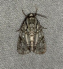 Acronicta retardata