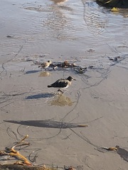 Arenaria melanocephala