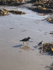 Arenaria melanocephala