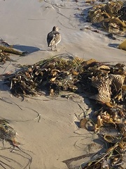 Arenaria melanocephala