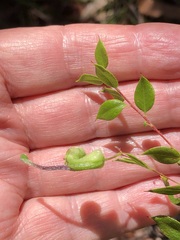Grevillea mucronulata