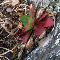 Micranthes petiolaris