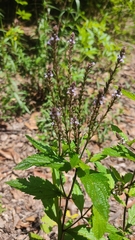 Verbena carolina