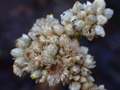 Pseudognaphalium californicum
