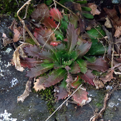 Micranthes petiolaris