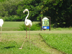 Phoenicopterus ruber