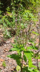 Verbena carolina