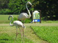 Phoenicopterus ruber
