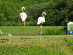 Phoenicopterus ruber