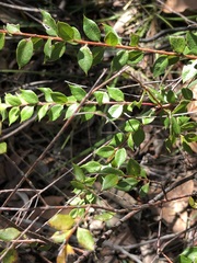 Grevillea mucronulata