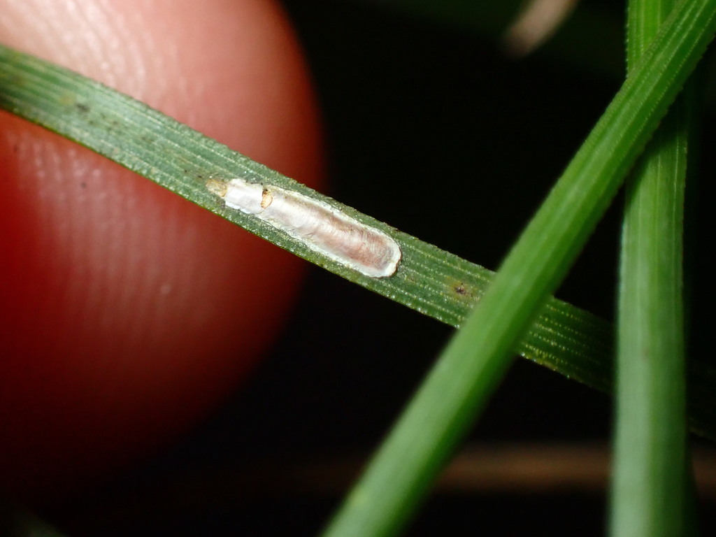 pine leaf scale