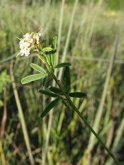 Dalea multiflora